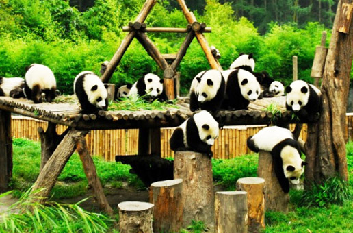 8 Days Best of Sichuan with Yangtze Cruise Tour