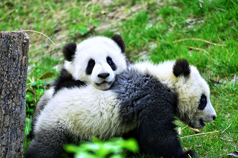 1-Day Chengdu Panda and Sichuan Cuisine Tour
