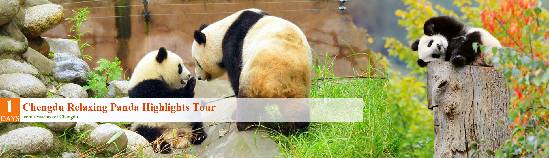 1 Day Chengdu Panda Tour
