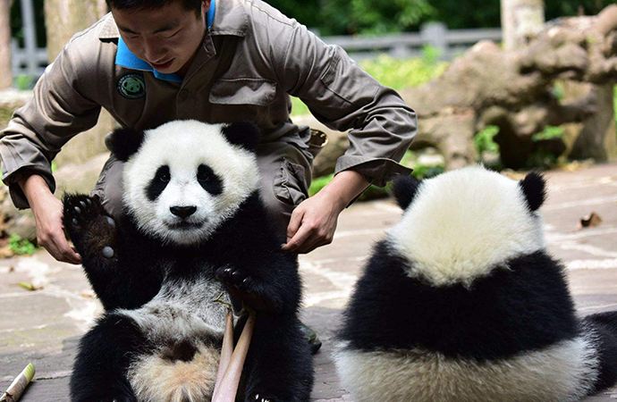 2-Day Wolong Panda Cub Keeper Program Tour