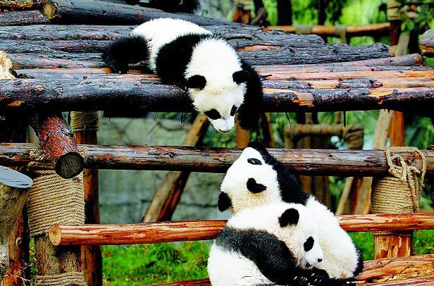 4 Days Ultimate PANDA Tour for Panda Fans