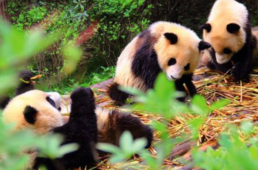 5 Days Panda Volunteer Tour at Bifengxia Base