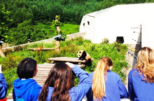 6 Days Leshan, Mount Emei & Panda Volunteer Tour