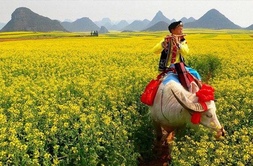 4 Days Kunming & Luoping Canola Flowers Appreciation Tour