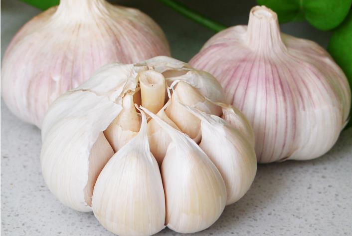 Garlic