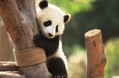 Chengdu Panda Base